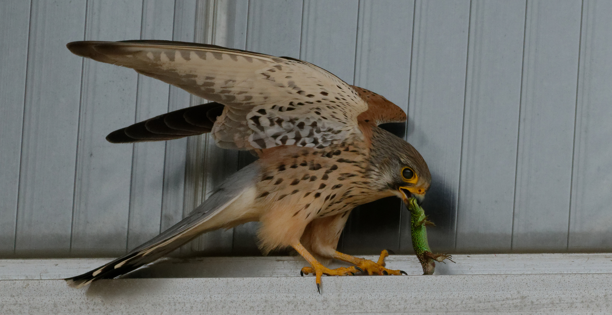 Turmfalke mit Zauneidechse