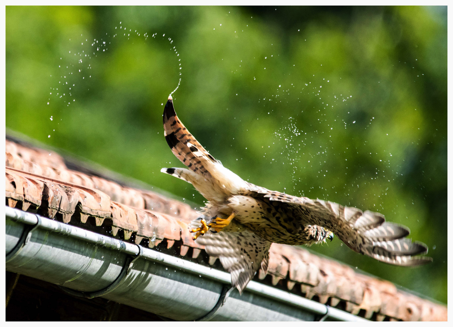 Turmfalke nach Bad in Regenrinne 