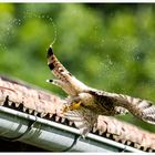 Turmfalke nach Bad in Regenrinne 