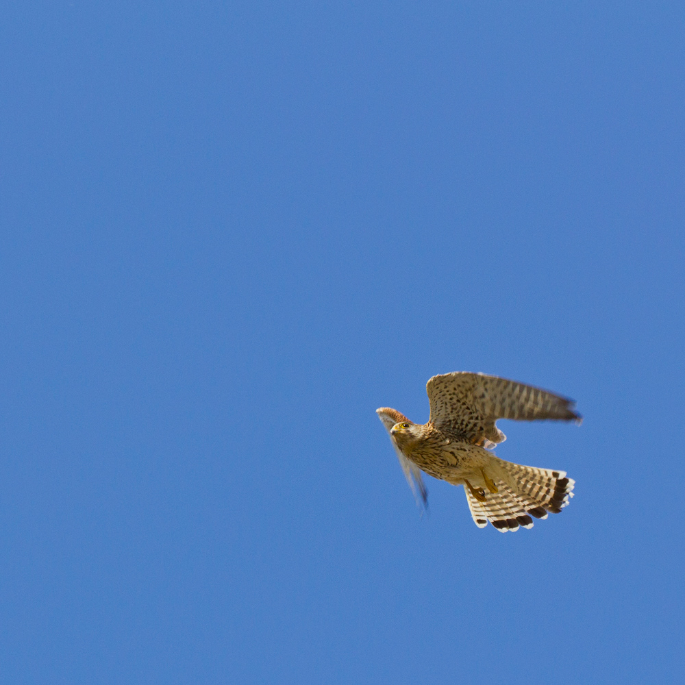 Turmfalke nach dem Absprung