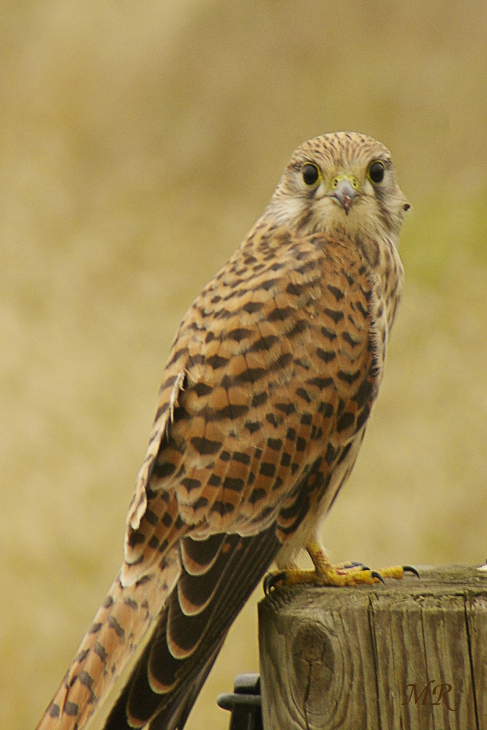 Turmfalke nach dem Mahl