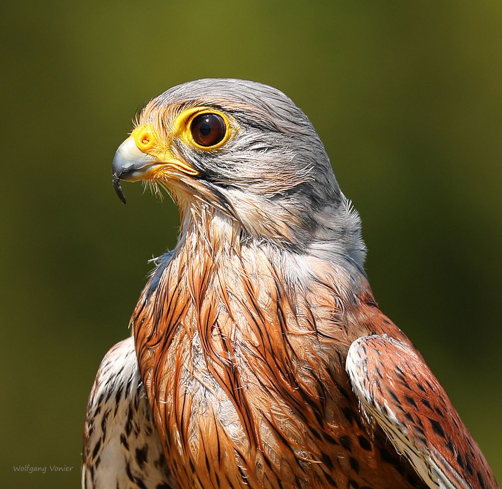 Turmfalke nach dem Wasserbad