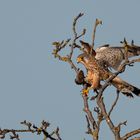 Turmfalke nach erfolgreicher Jagd