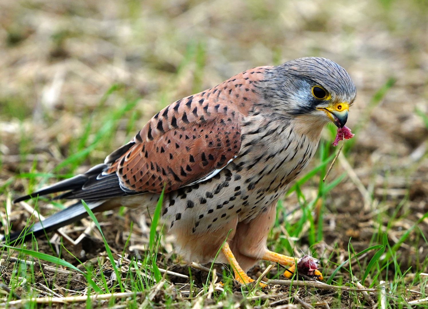 Turmfalke nach erfolgreicher Jagd