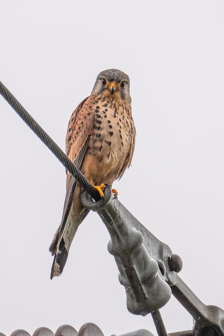 Turmfalke, Natur und Technik