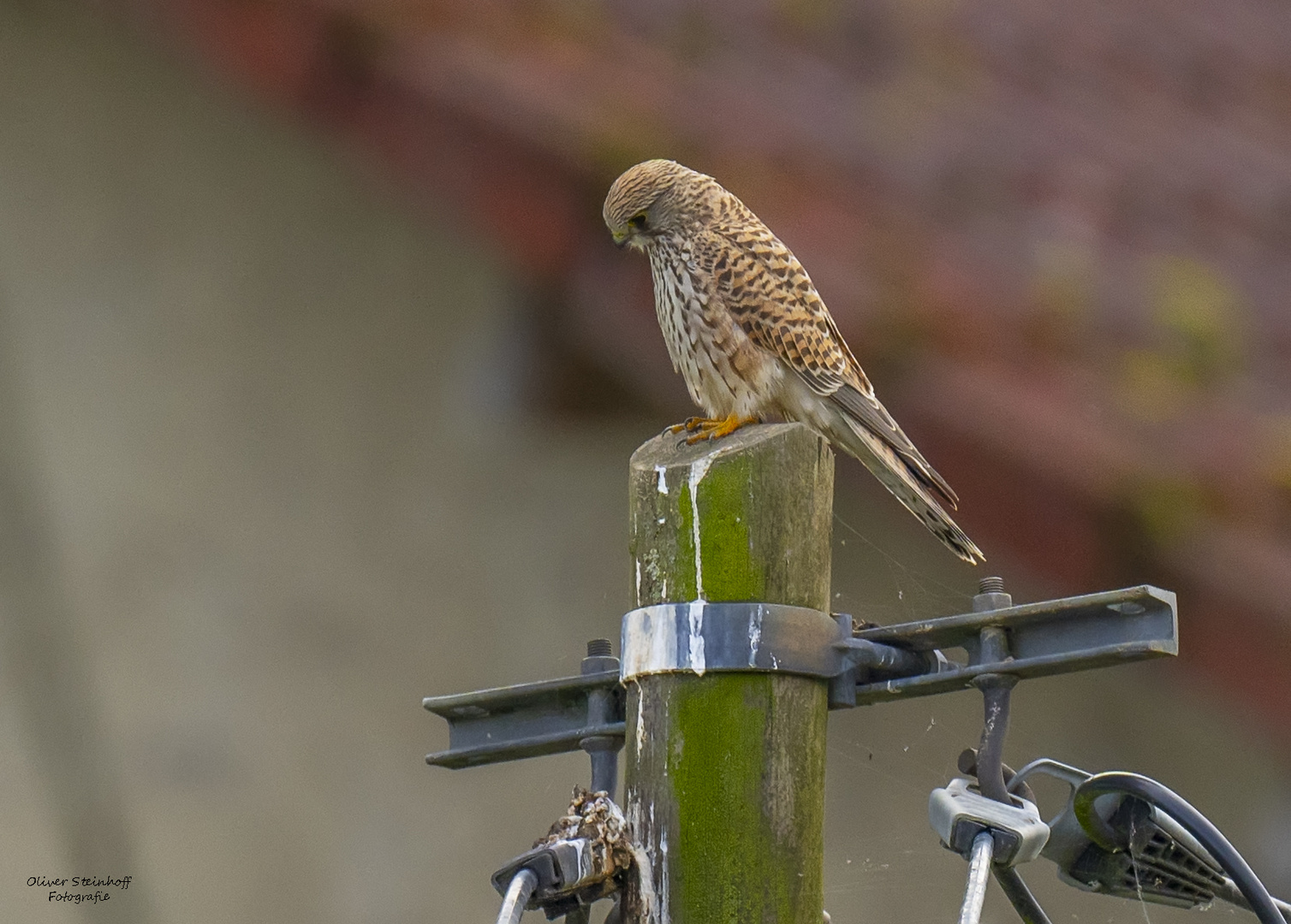 Turmfalke - ob der nächste Regen das wohl alles wegspült?