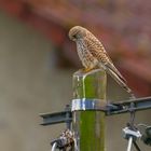 Turmfalke - ob der nächste Regen das wohl alles wegspült?