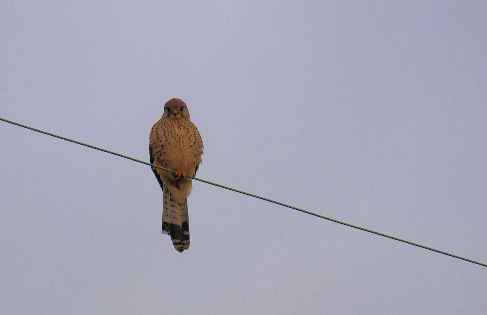 Turmfalke oder?