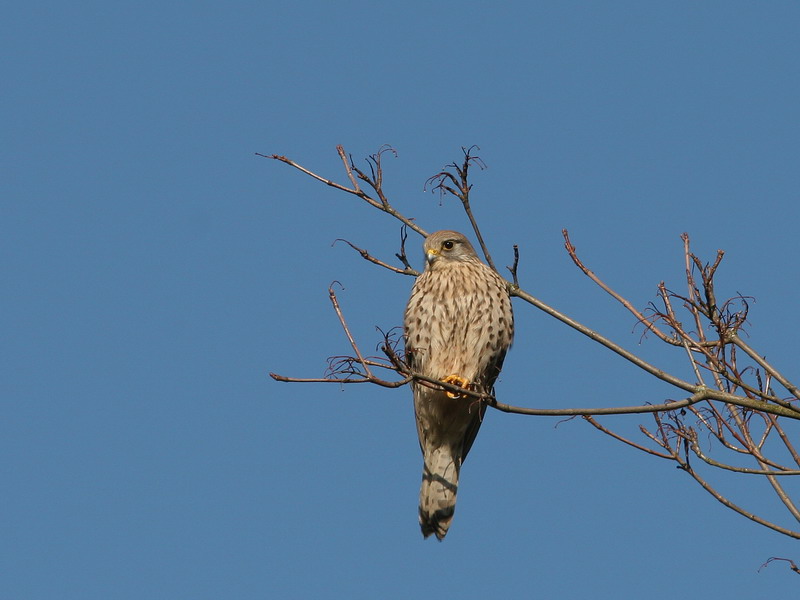 Turmfalke oder Rötelfalke ??