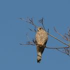 Turmfalke oder Rötelfalke ??