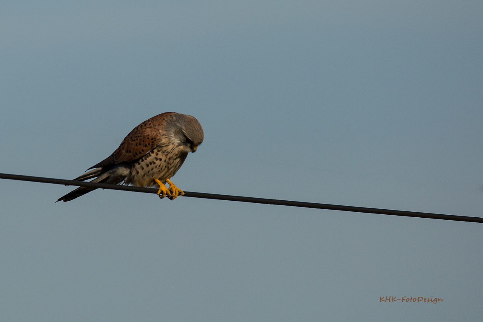 Turmfalke oder Rüttelfalke (1)