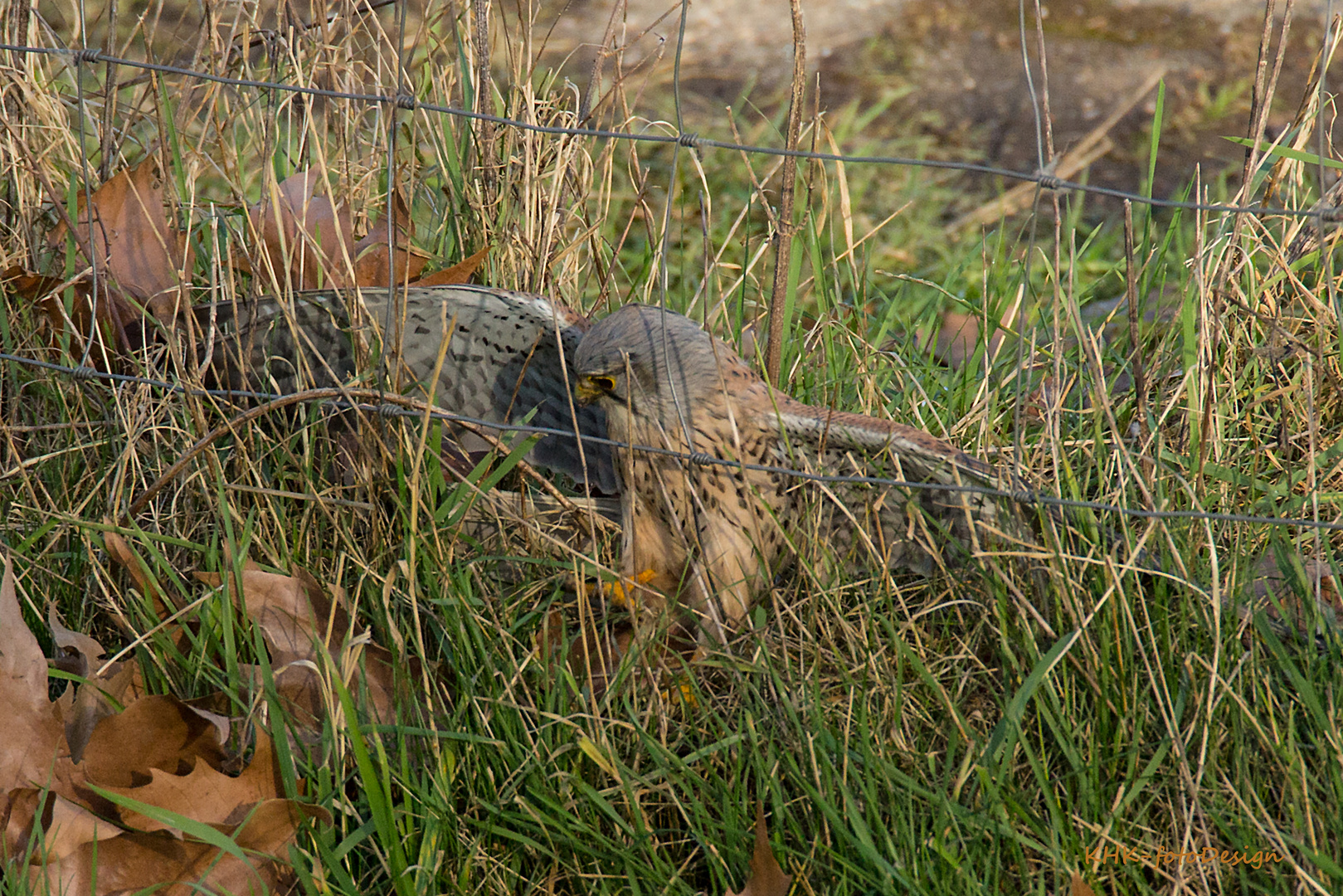 Turmfalke oder Rüttelfalke (2)