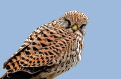 "TURMFALKE PORTRÄT"