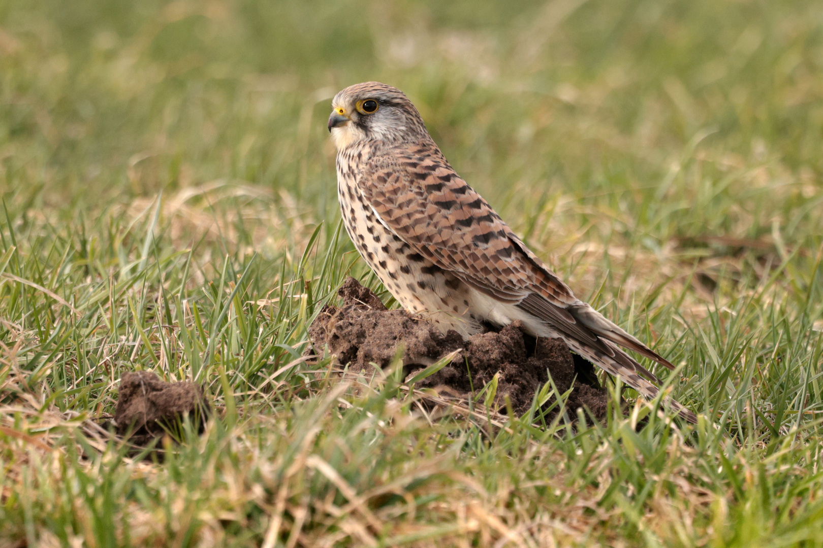 Turmfalke, Porträt