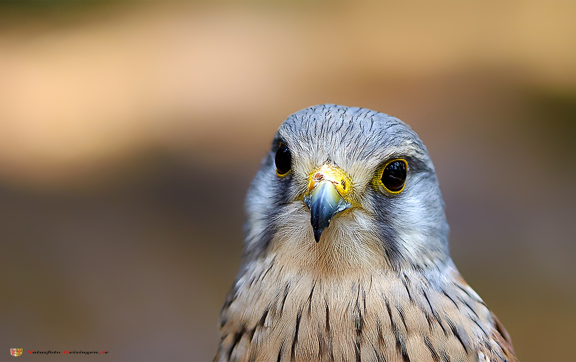 Turmfalke Portrait