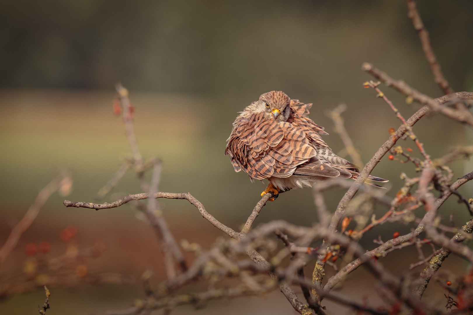 Turmfalke putzt sich raus