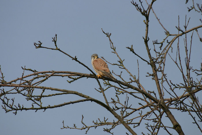 Turmfalke-Rieselfelder-Münster