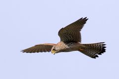 Turmfalke, Rüttelflug