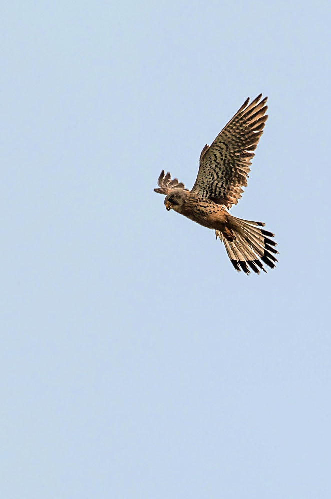 Turmfalke (Rüttelflug, Dokubild)