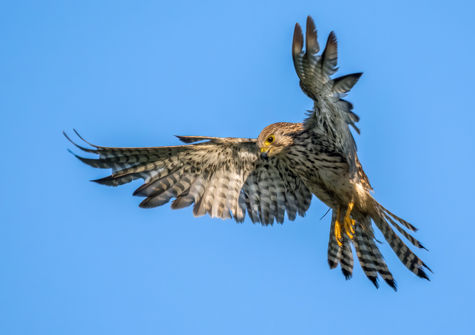 Turmfalke rüttelnd