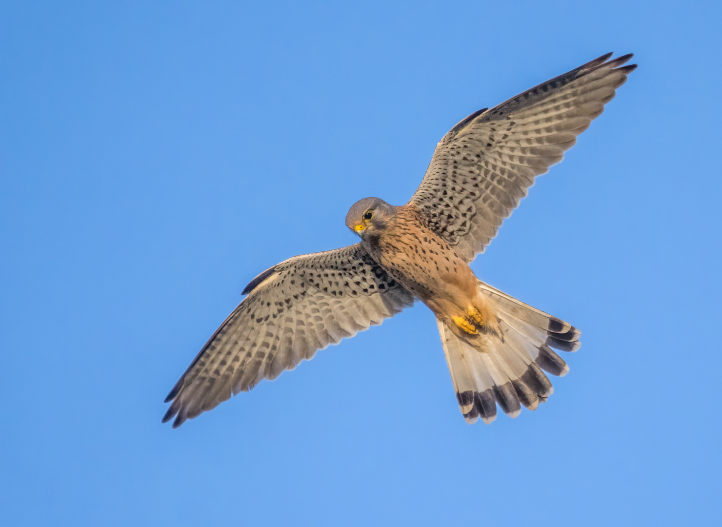 Turmfalke rüttelnd
