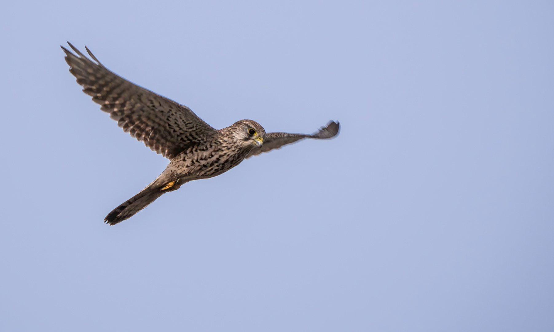 TURMFALKE RÜTTELND