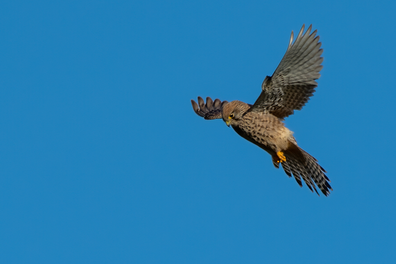 Turmfalke, rüttelnd