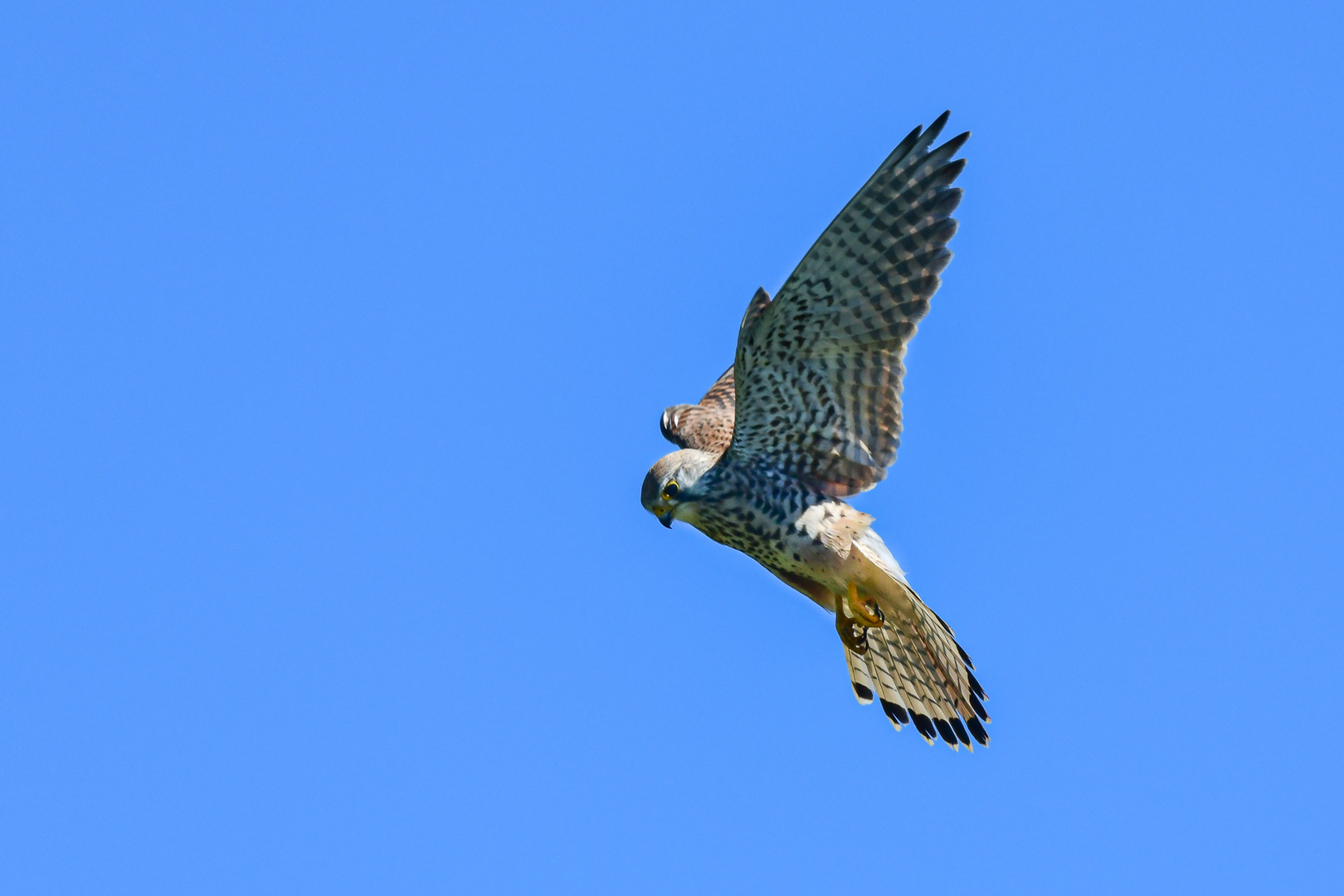 Turmfalke rüttelt