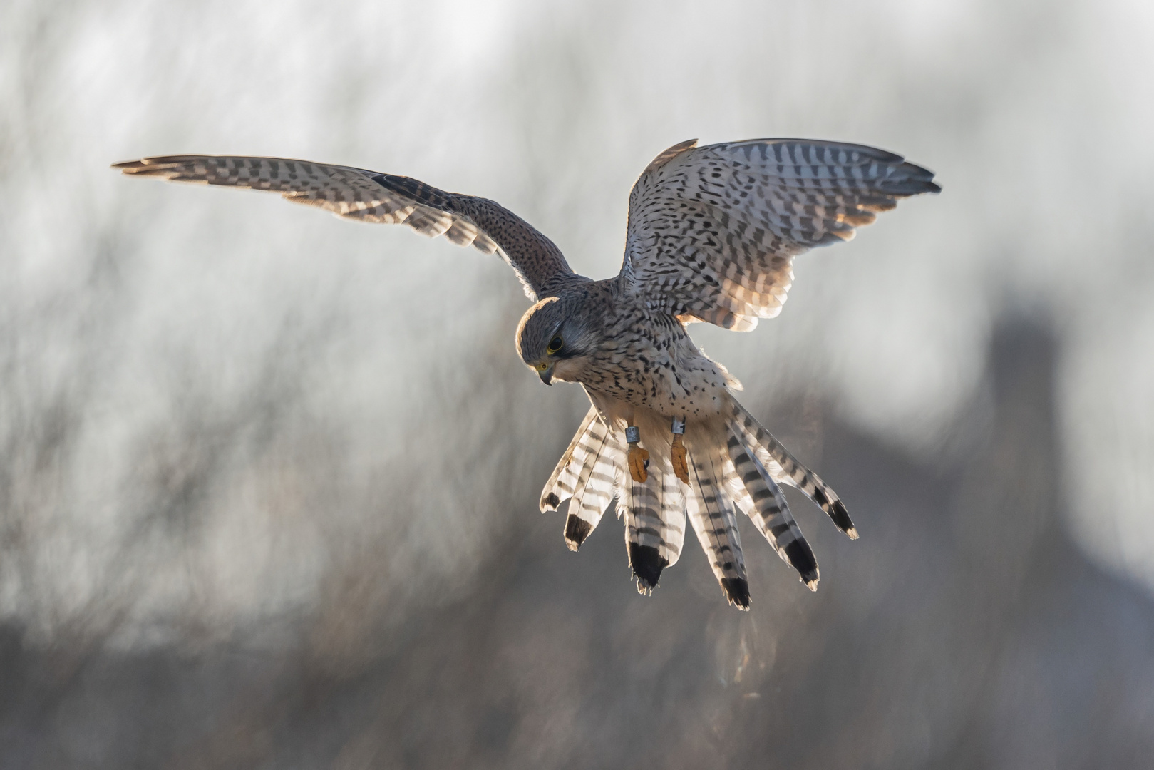 Turmfalke rüttelt