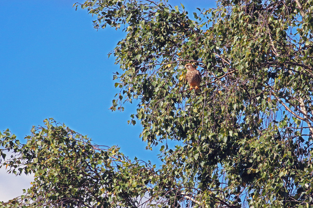 Turmfalke schaut nach seiner Beute.