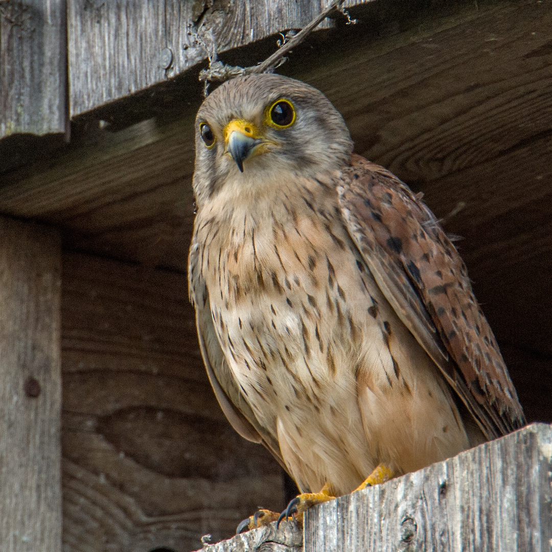 Turmfalke ... schon flügge aber noch Heimat verbunden