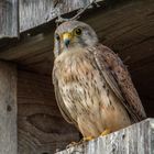 Turmfalke ... schon flügge aber noch Heimat verbunden