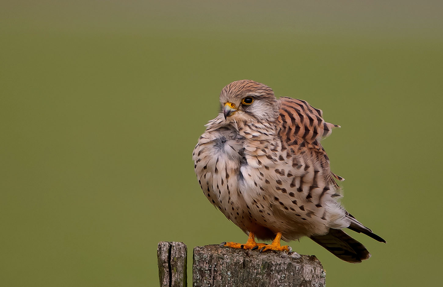 Turmfalke schüttelt sich