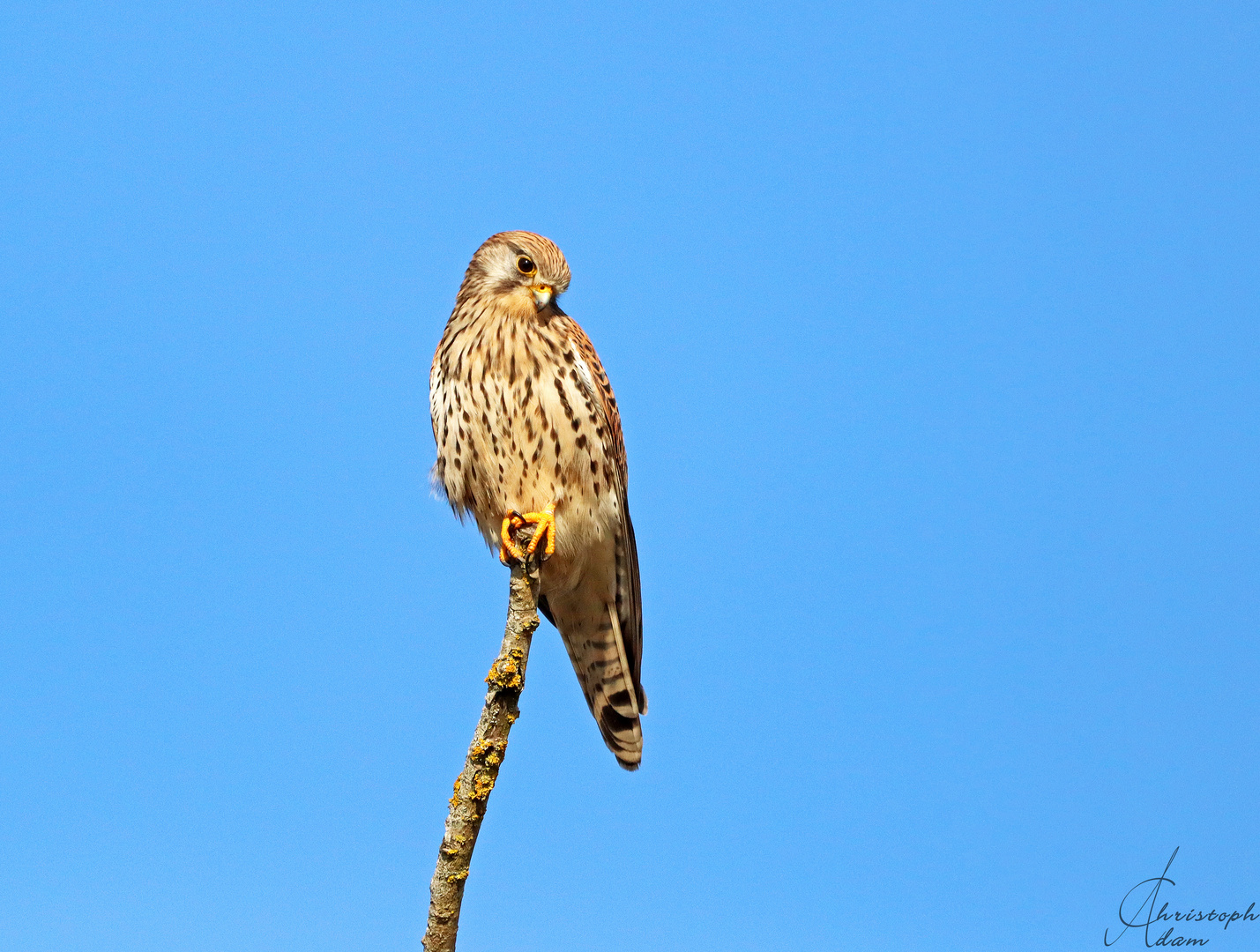 Turmfalke (skeptischer Blick)