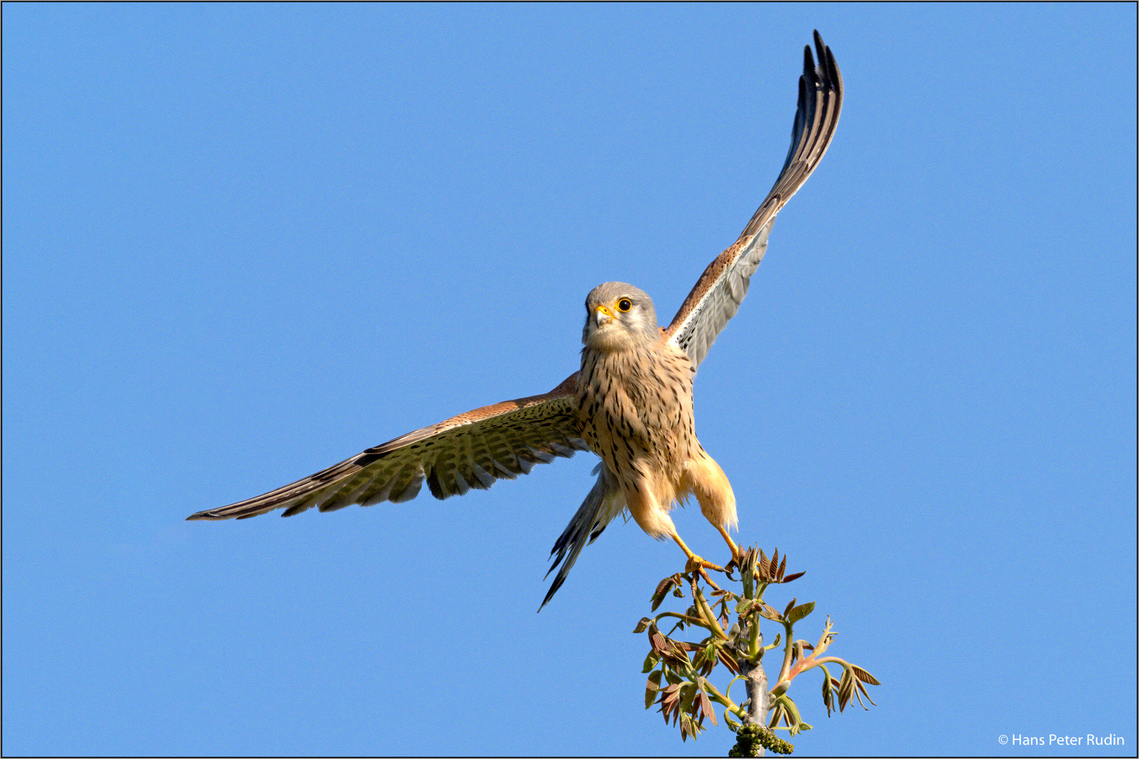 Turmfalke – Start