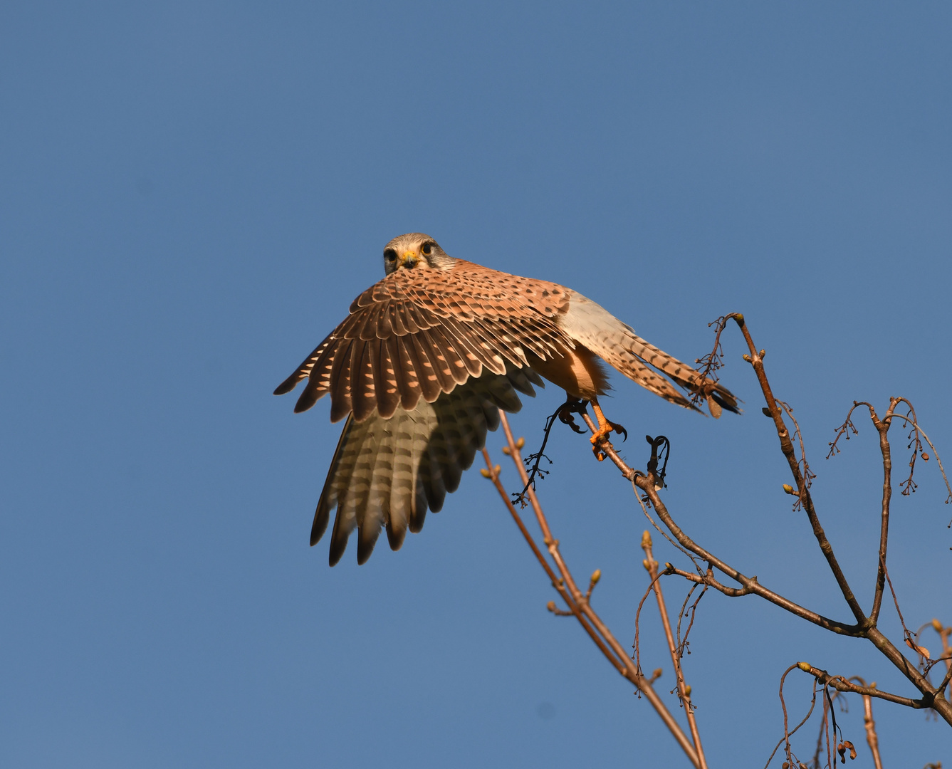 Turmfalke startet