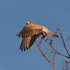 Turmfalke startet