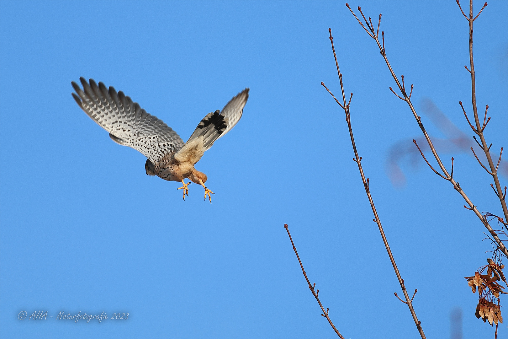 Turmfalke startet durch