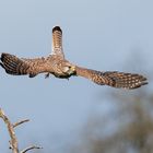 Turmfalke startet zum Jagdflug ...