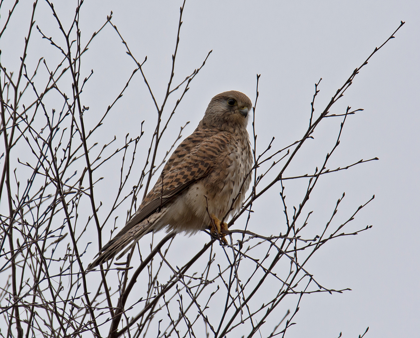 Turmfalke - Steinhuder Meer - Februar 2015