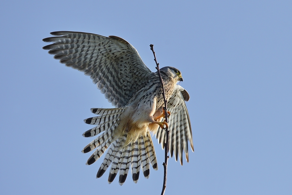 Turmfalke sucht Halt