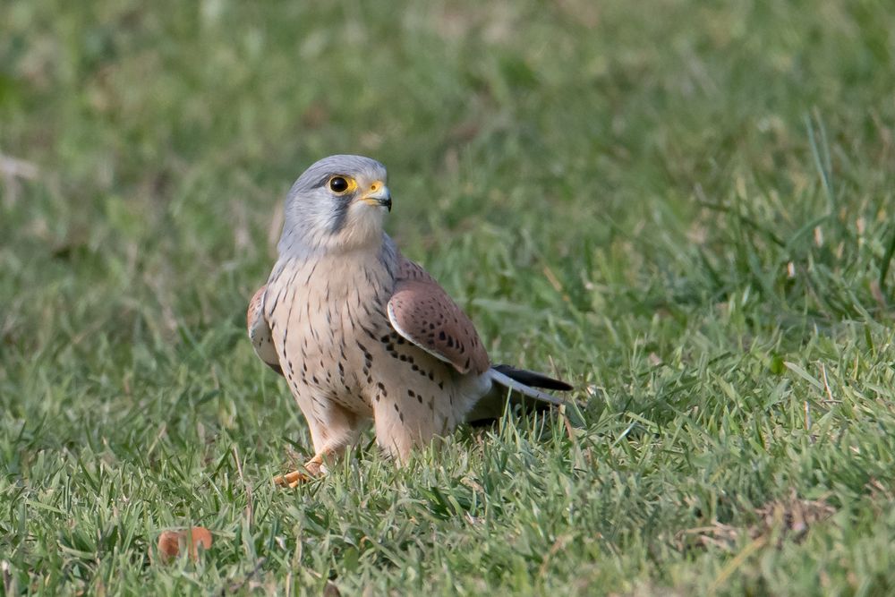 Turmfalke Terzel