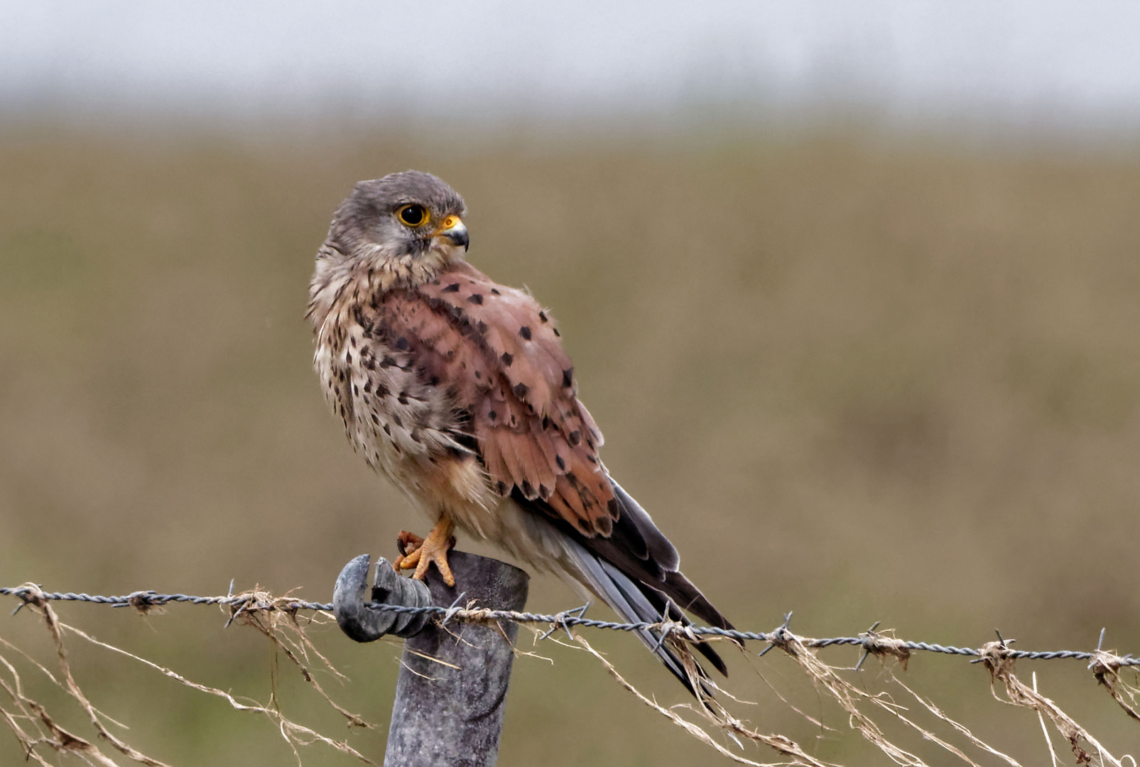 Turmfalke Terzel