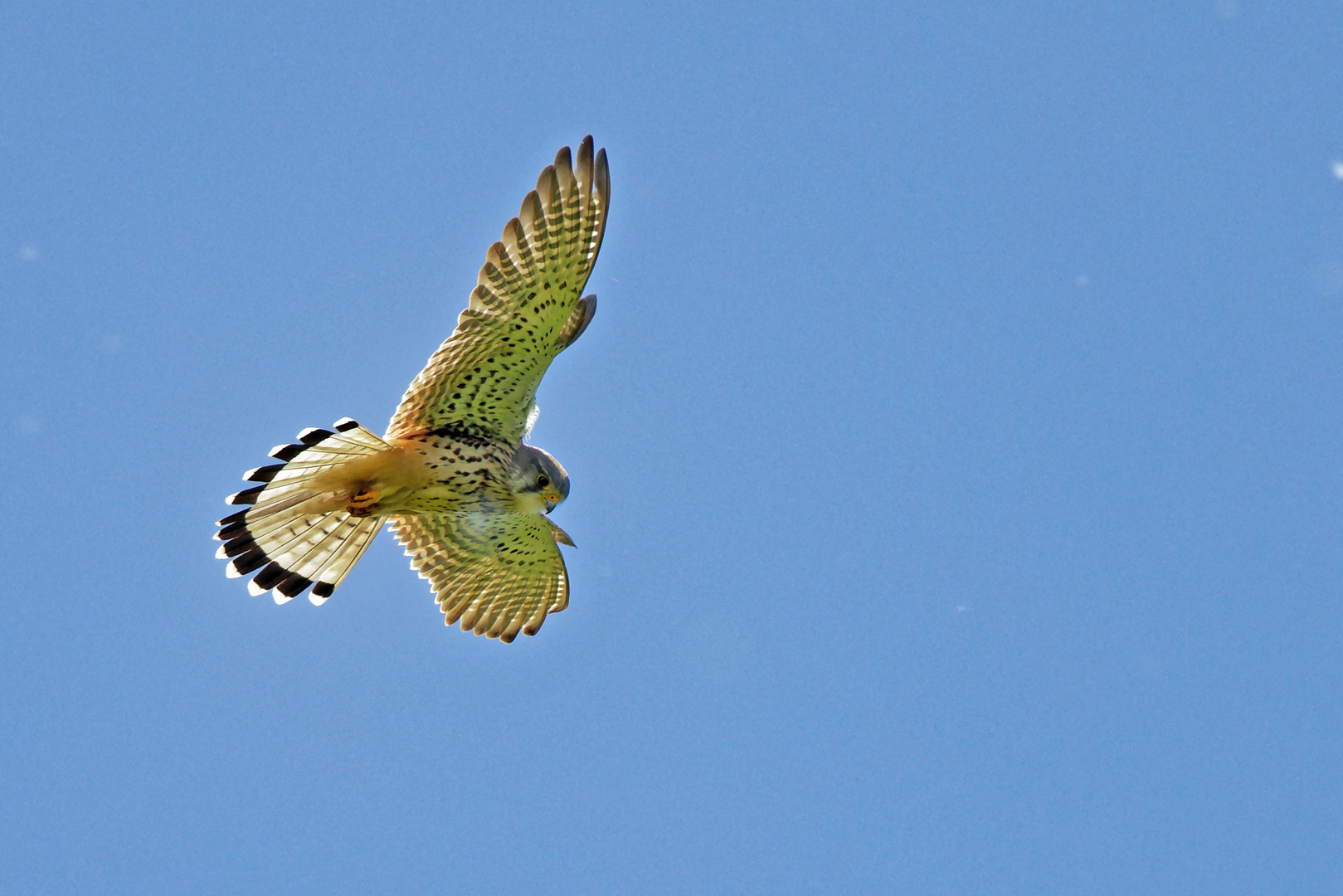 Turmfalke Terzel