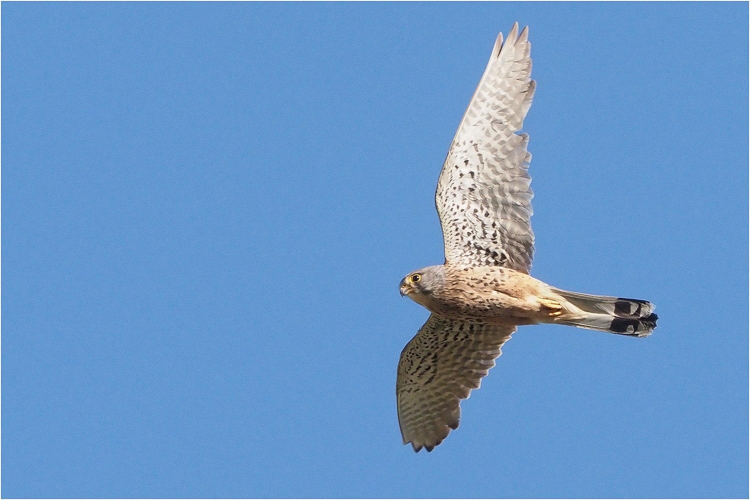 Turmfalke Terzel (Falco tinnunculus)