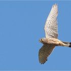 Turmfalke Terzel (Falco tinnunculus)