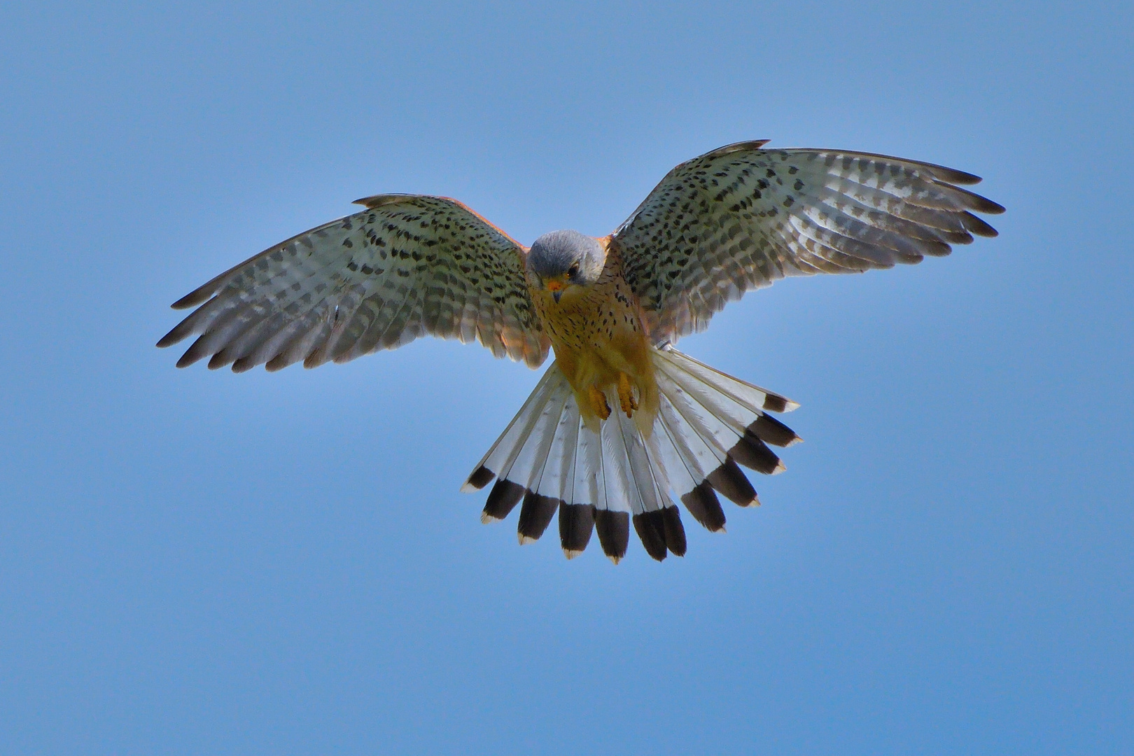 Turmfalke Terzel (Falco tinnunculus)