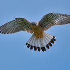 Turmfalke Terzel (Falco tinnunculus)