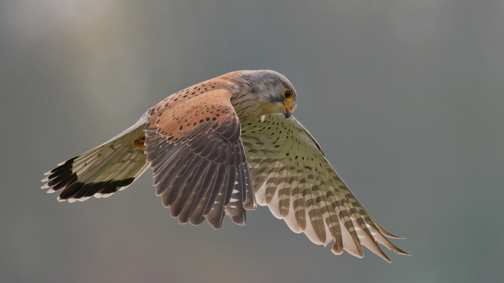 Turmfalke - Terzel im Rüttelflug