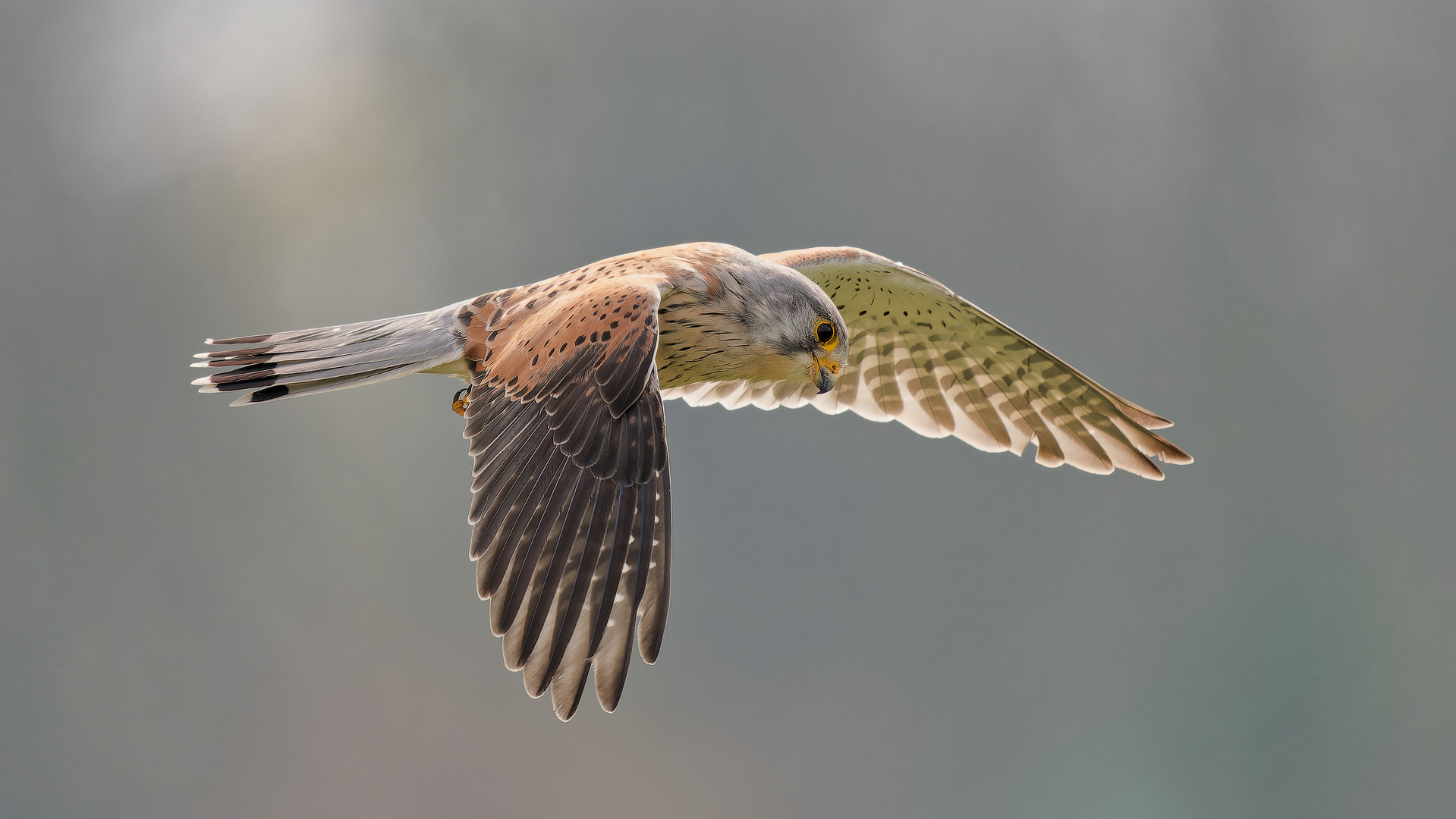 Turmfalke - Terzel im Rüttelflug II